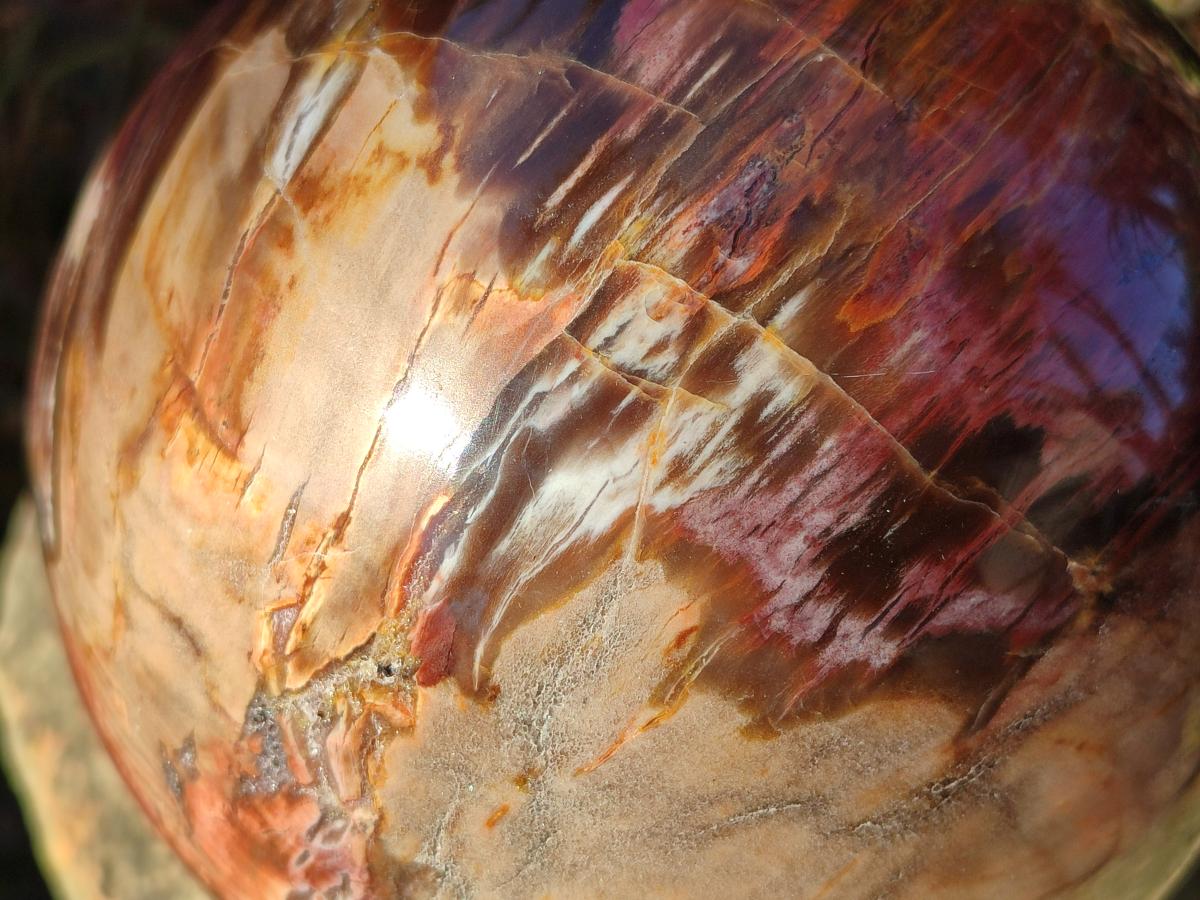 Polished Large Red Podocarpus Petrified Wood Sphere x 1 From Mahajanga, Madagascar - Toprock Gemstones and Minerals 