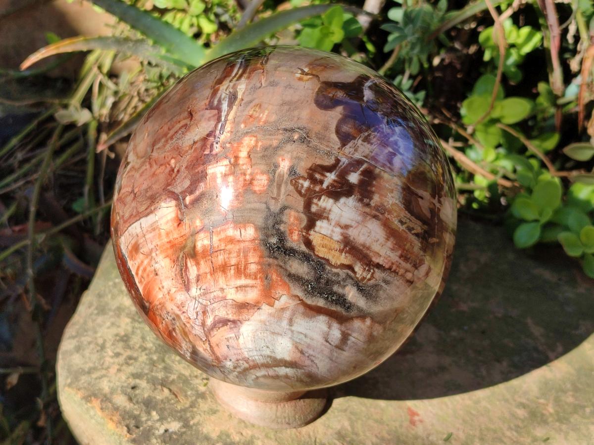 Polished Large Red Podocarpus Petrified Wood Sphere x 1 From Mahajanga, Madagascar - Toprock Gemstones and Minerals 