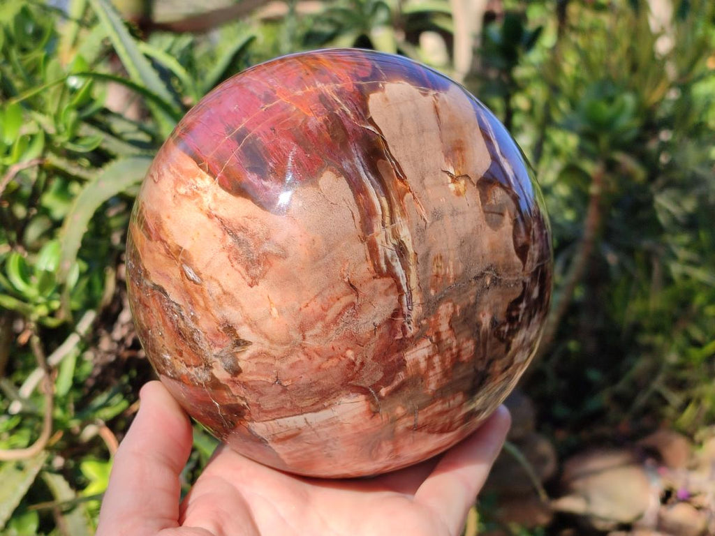 Polished Large Red Podocarpus Petrified Wood Sphere x 1 From Mahajanga, Madagascar - Toprock Gemstones and Minerals 