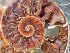 Polished XL Cleoniceras Ammonite Fossil Pair x 1 From Tulear, Madagascar - Toprock Gemstones and Minerals 