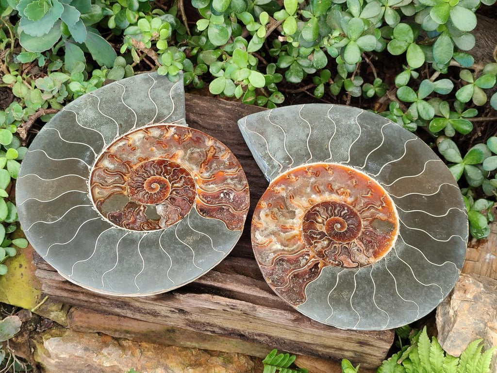 Polished XL Cleoniceras Ammonite Fossil Pair x 1 From Tulear, Madagascar - Toprock Gemstones and Minerals 