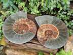 Polished XL Cleoniceras Ammonite Fossil Pair x 1 From Tulear, Madagascar - Toprock Gemstones and Minerals 