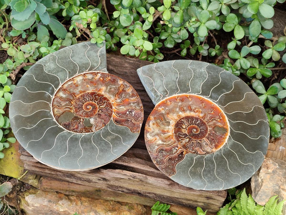 Polished XL Cleoniceras Ammonite Fossil Pair x 1 From Tulear, Madagascar - Toprock Gemstones and Minerals 