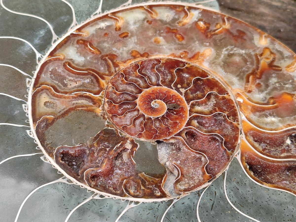Polished XL Cleoniceras Ammonite Fossil Pair x 1 From Tulear, Madagascar - Toprock Gemstones and Minerals 