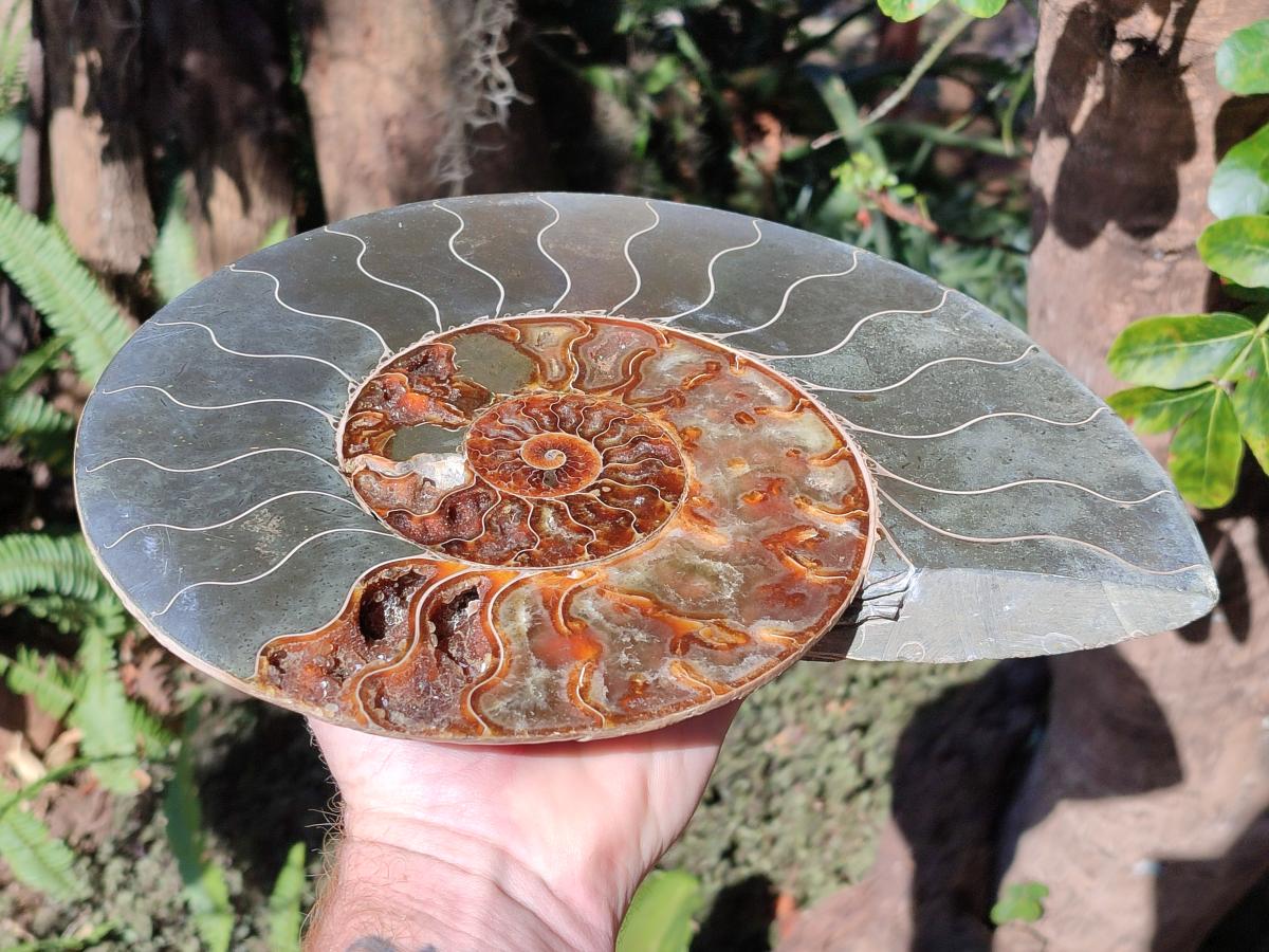 Polished XL Cleoniceras Ammonite Fossil Pair x 1 From Tulear, Madagascar - Toprock Gemstones and Minerals 