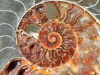 Polished XL Cleoniceras Ammonite Fossil Pair x 1 From Tulear, Madagascar - Toprock Gemstones and Minerals 