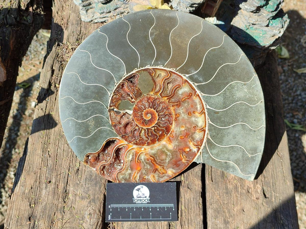 Polished XL Cleoniceras Ammonite Fossil Pair x 1 From Tulear, Madagascar - Toprock Gemstones and Minerals 