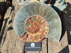 Polished XL Cleoniceras Ammonite Fossil Pair x 1 From Tulear, Madagascar - Toprock Gemstones and Minerals 
