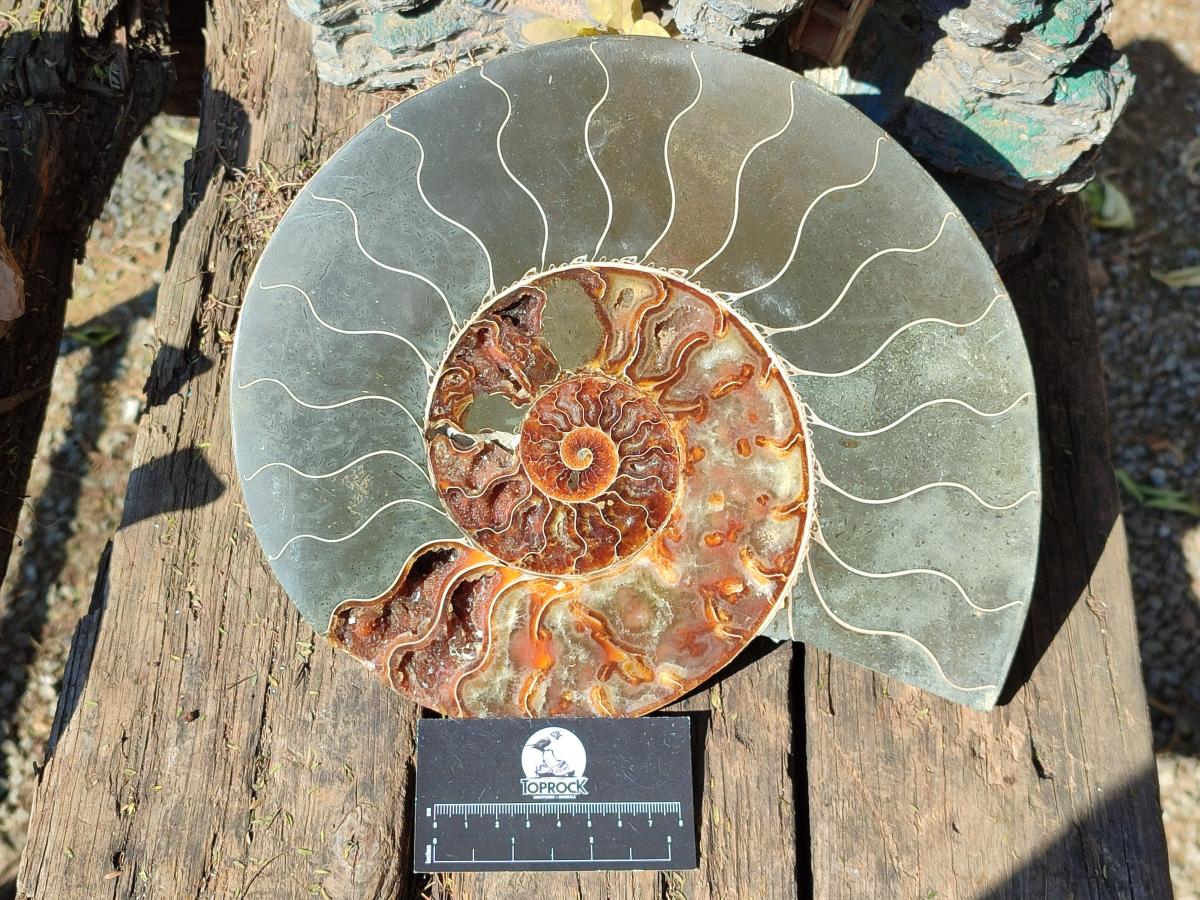 Polished XL Cleoniceras Ammonite Fossil Pair x 1 From Tulear, Madagascar - Toprock Gemstones and Minerals 