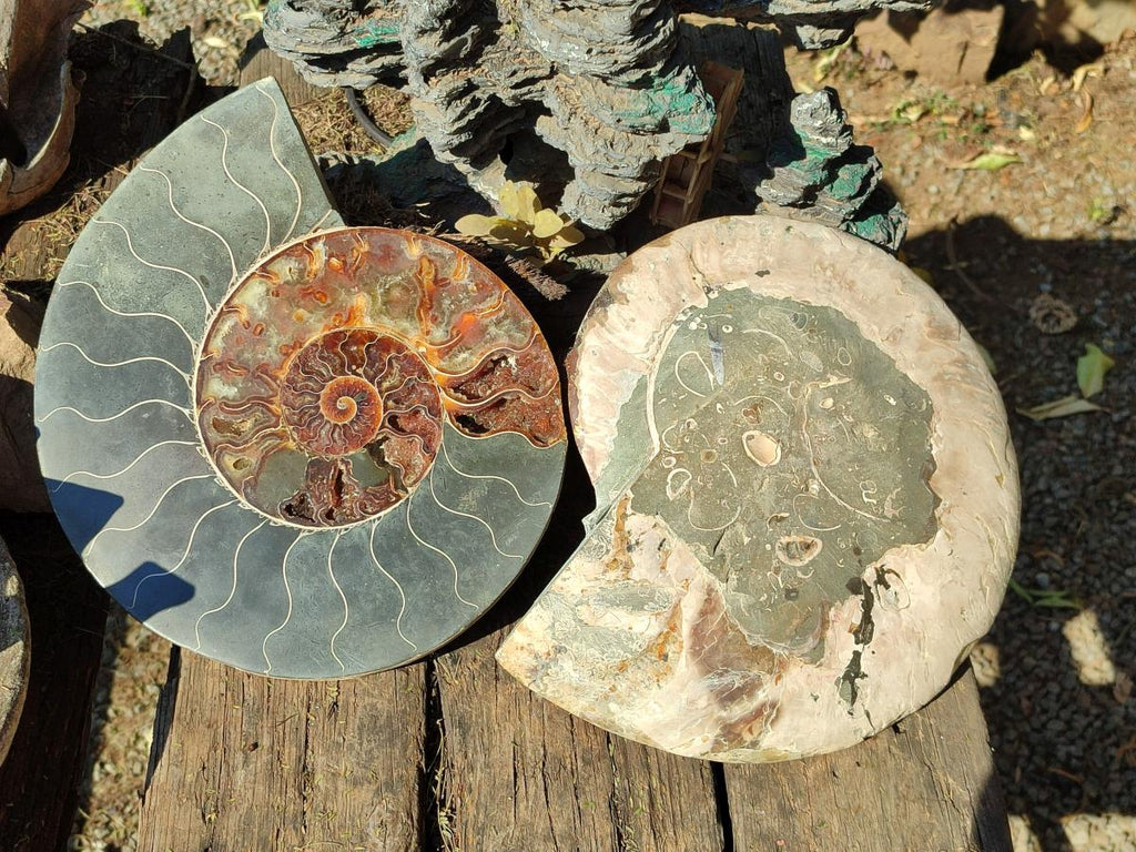 Polished XL Cleoniceras Ammonite Fossil Pair x 1 From Tulear, Madagascar - Toprock Gemstones and Minerals 