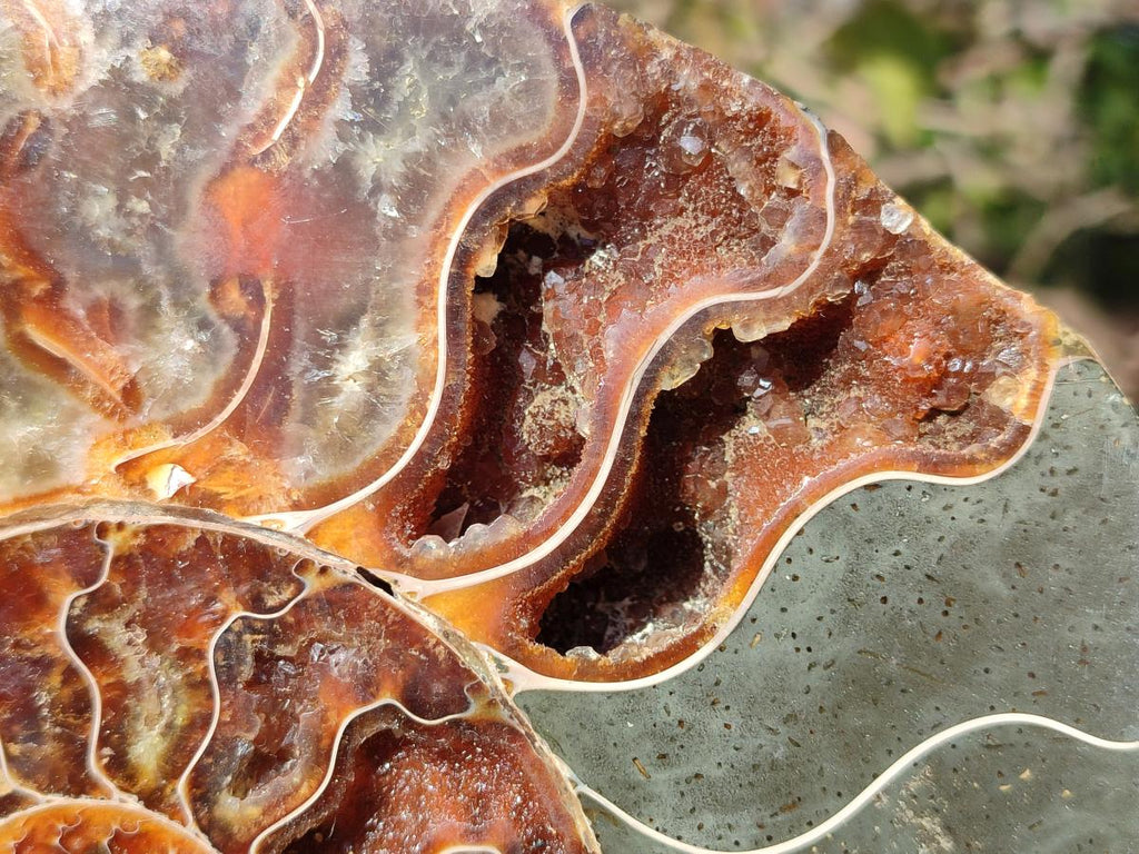 Polished XL Cleoniceras Ammonite Fossil Pair x 1 From Tulear, Madagascar - Toprock Gemstones and Minerals 