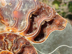 Polished XL Cleoniceras Ammonite Fossil Pair x 1 From Tulear, Madagascar - Toprock Gemstones and Minerals 