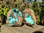 Natural Drusy Coated Chrysocolla Specimens with Crystalline Malachite x 2 From Lupoto Mine, Congo - Toprock Gemstones and Minerals 