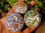 Polished Ocean Jasper Palm Stones x 24 From Northwest Coast, Madagascar - Toprock Gemstones and Minerals 