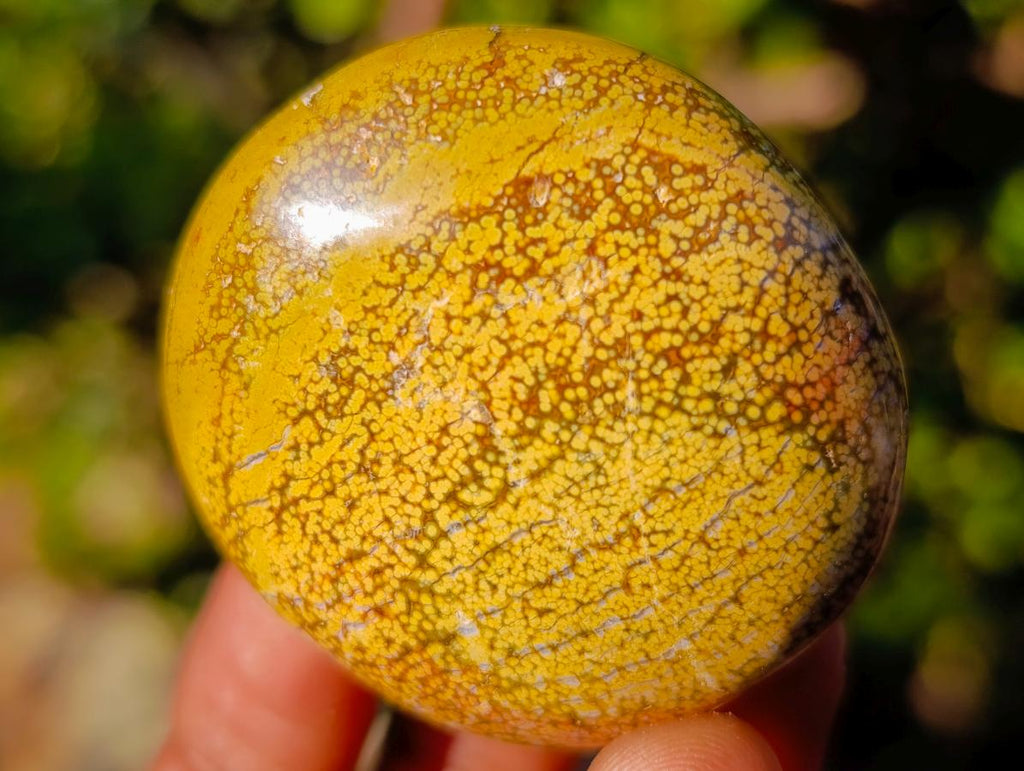 Polished Ocean Jasper Palm Stones x 24 From Northwest Coast, Madagascar - Toprock Gemstones and Minerals 