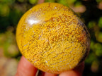 Polished Ocean Jasper Palm Stones x 24 From Northwest Coast, Madagascar - Toprock Gemstones and Minerals 