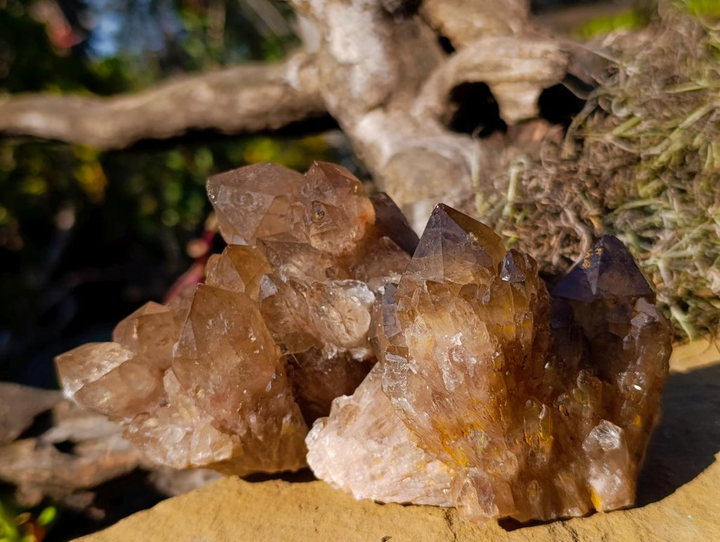 Natural Smokey Luena Quartz Crystals and Clusters x 6 From Luena, Congo - Toprock Gemstones and Minerals 