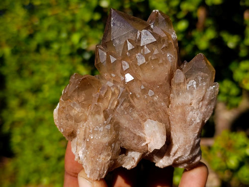 Natural Smokey Luena Quartz Crystals and Clusters x 6 From Luena, Congo - Toprock Gemstones and Minerals 