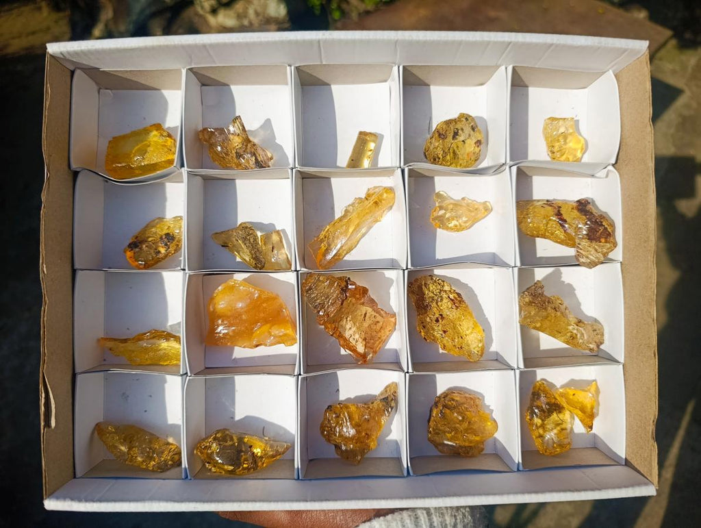 Natural Copal Amber Specimens with Insect and Plant Inclusions x 22 From Lemur Island, Madagascar - Toprock Gemstones and Minerals 