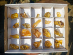 Natural Copal Amber Specimens with Insect and Plant Inclusions x 22 From Lemur Island, Madagascar - Toprock Gemstones and Minerals 