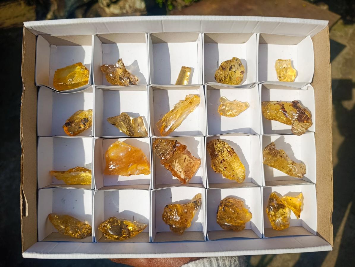 Natural Copal Amber Specimens with Insect and Plant Inclusions x 22 From Lemur Island, Madagascar - Toprock Gemstones and Minerals 