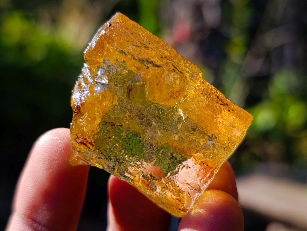 Natural Copal Amber Specimens with Insect and Plant Inclusions x 22 From Lemur Island, Madagascar - Toprock Gemstones and Minerals 