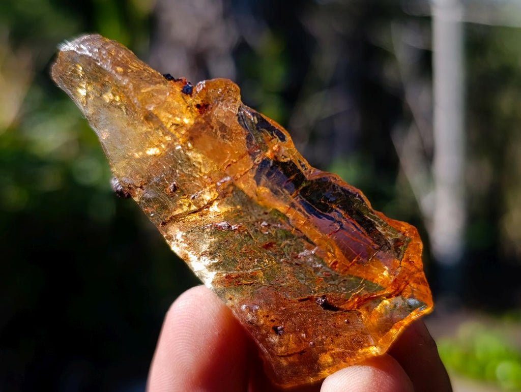Natural Copal Amber Specimens with Insect and Plant Inclusions x 22 From Lemur Island, Madagascar - Toprock Gemstones and Minerals 