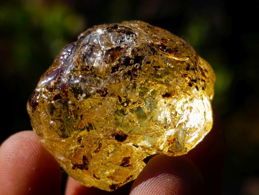 Natural Copal Amber Specimens with Insect and Plant Inclusions x 22 From Lemur Island, Madagascar - Toprock Gemstones and Minerals 