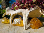 Natural Copal Amber Specimens with Insect and Plant Inclusions x 22 From Lemur Island, Madagascar - Toprock Gemstones and Minerals 