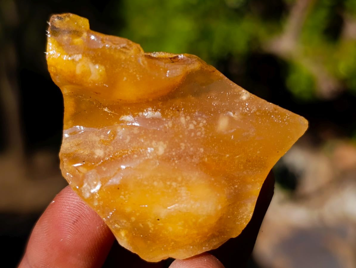 Natural Copal Amber Specimens with Insect and Plant Inclusions x 22 From Lemur Island, Madagascar - Toprock Gemstones and Minerals 