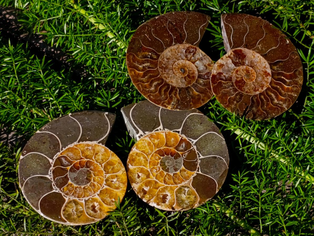 Polished Cleoniceras Ammonite Fossil Pairs x 12 From Tulear, Madagascar - Toprock Gemstones and Minerals 