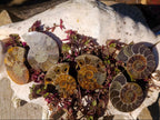 Polished Cleoniceras Ammonite Fossil Pairs x 12 From Tulear, Madagascar - Toprock Gemstones and Minerals 