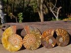Polished Cleoniceras Ammonite Fossil Pairs x 12 From Tulear, Madagascar - Toprock Gemstones and Minerals 