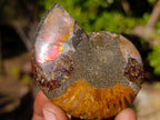 Polished Cleoniceras Ammonite Fossil Pairs x 12 From Tulear, Madagascar - Toprock Gemstones and Minerals 