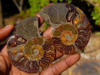 Polished Cleoniceras Ammonite Fossil Pairs x 12 From Tulear, Madagascar - Toprock Gemstones and Minerals 
