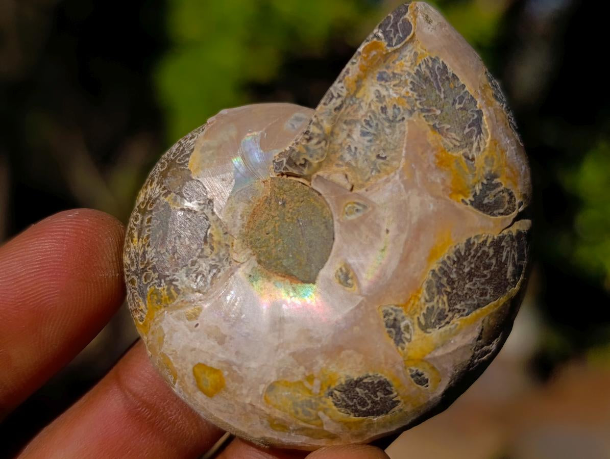 Polished Cleoniceras Ammonite Fossil Pairs x 12 From Tulear, Madagascar - Toprock Gemstones and Minerals 