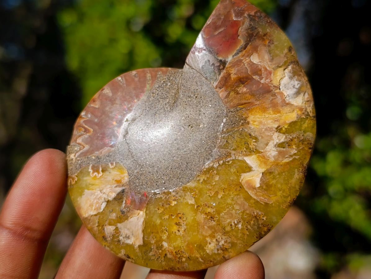 Polished Cleoniceras Ammonite Fossil Pairs x 12 From Tulear, Madagascar - Toprock Gemstones and Minerals 