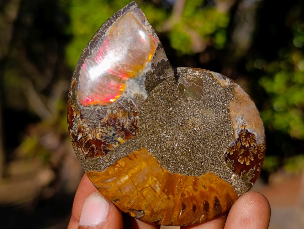 Polished Cleoniceras Ammonite Fossil Pairs x 12 From Tulear, Madagascar - Toprock Gemstones and Minerals 