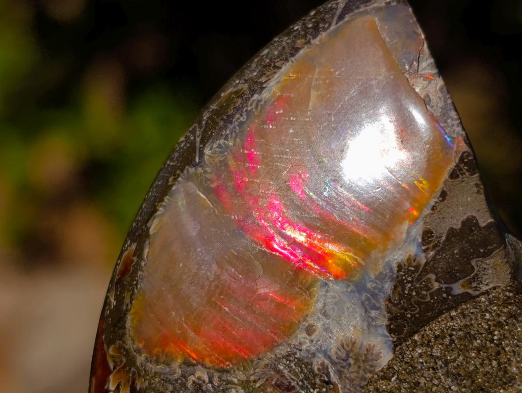 Polished Cleoniceras Ammonite Fossil Pairs x 12 From Tulear, Madagascar - Toprock Gemstones and Minerals 