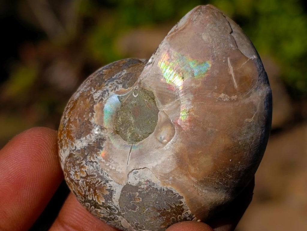 Polished Cleoniceras Ammonite Fossil Pairs x 12 From Tulear, Madagascar - Toprock Gemstones and Minerals 