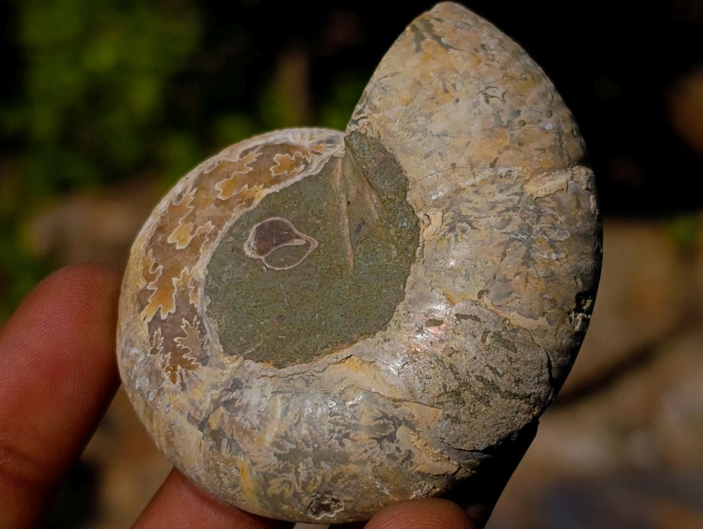 Polished Cleoniceras Ammonite Fossil Pairs x 12 From Tulear, Madagascar - Toprock Gemstones and Minerals 