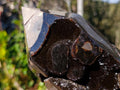 Polished Large Septerye Sauvage Display Crystal x 1 From Mahajanga, Madagascar - Toprock Gemstones and Minerals 