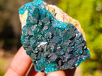 Natural Dioptase on Dolomite Specimens x 6 From Likasi, Congo - Toprock Gemstones and Minerals 