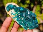 Natural Dioptase on Dolomite Specimens x 6 From Likasi, Congo - Toprock Gemstones and Minerals 