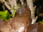 Natural XL Cascading Phantom Smokey Luena Quartz Cluster x 1 From Luena, Congo - Toprock Gemstones and Minerals 