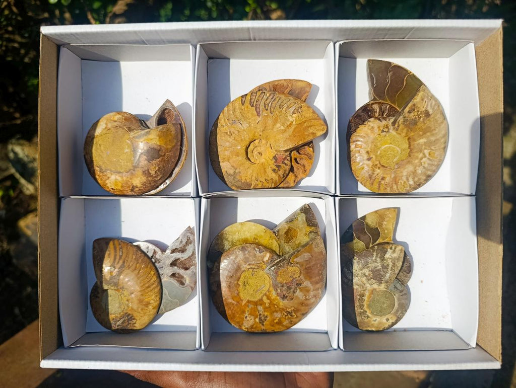 Polished Red Ammolite Cleoniceras Opalized Ammonite Fossil Pairs x 6 From Tulear, Madagascar - Toprock Gemstones and Minerals 