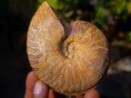 Polished Red Ammolite Cleoniceras Opalized Ammonite Fossil Pairs x 6 From Tulear, Madagascar - Toprock Gemstones and Minerals 
