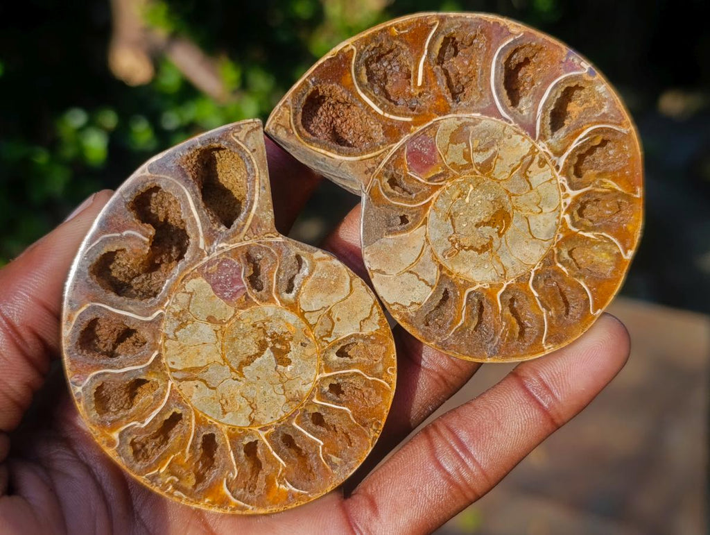 Polished Red Ammolite Cleoniceras Opalized Ammonite Fossil Pairs x 6 From Tulear, Madagascar - Toprock Gemstones and Minerals 