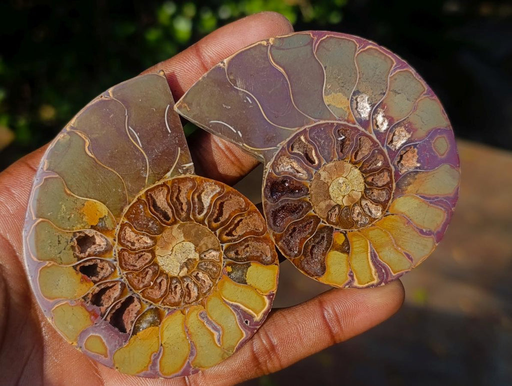 Polished Red Ammolite Cleoniceras Opalized Ammonite Fossil Pairs x 6 From Tulear, Madagascar - Toprock Gemstones and Minerals 