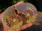 Polished Red Ammolite Cleoniceras Opalized Ammonite Fossil Pairs x 6 From Tulear, Madagascar - Toprock Gemstones and Minerals 